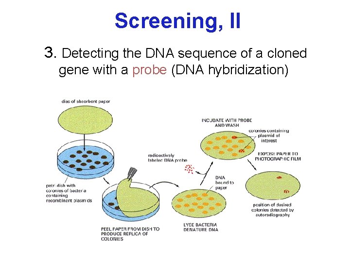 Screening, II 3. Detecting the DNA sequence of a cloned gene with a probe