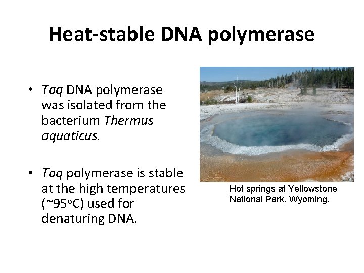 Heat-stable DNA polymerase • Taq DNA polymerase was isolated from the bacterium Thermus aquaticus.