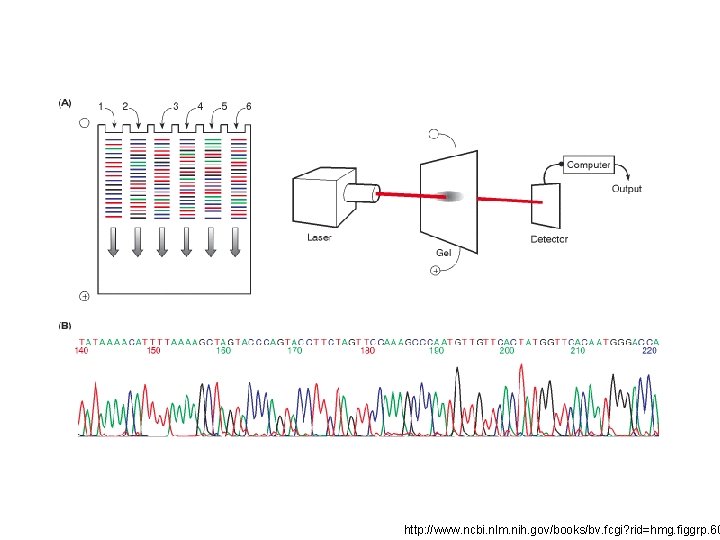 http: //www. ncbi. nlm. nih. gov/books/bv. fcgi? rid=hmg. figgrp. 60 