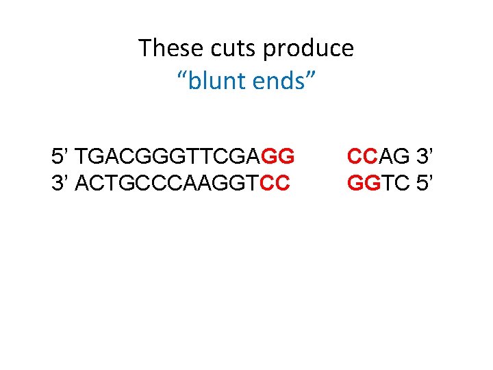 These cuts produce “blunt ends” 5’ TGACGGGTTCGAGG 3’ ACTGCCCAAGGTCC CCAG 3’ GGTC 5’ 