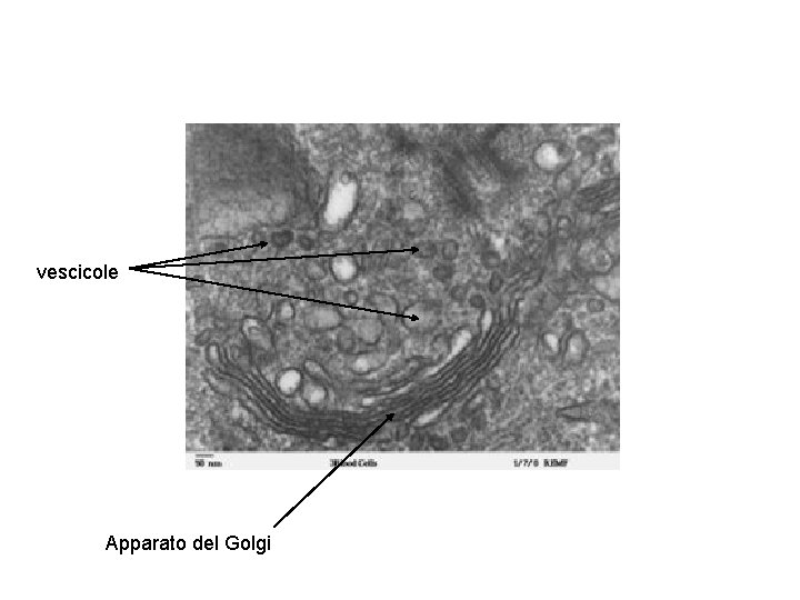 vescicole Apparato del Golgi 