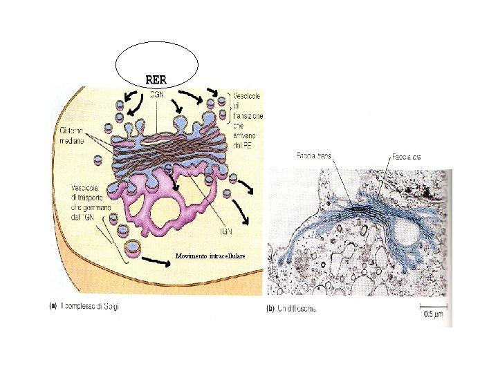 Movimento intracellulare Movimento intracellulare