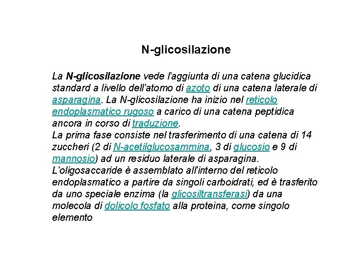 N-glicosilazione La N-glicosilazione vede l'aggiunta di una catena glucidica standard a livello dell'atomo di