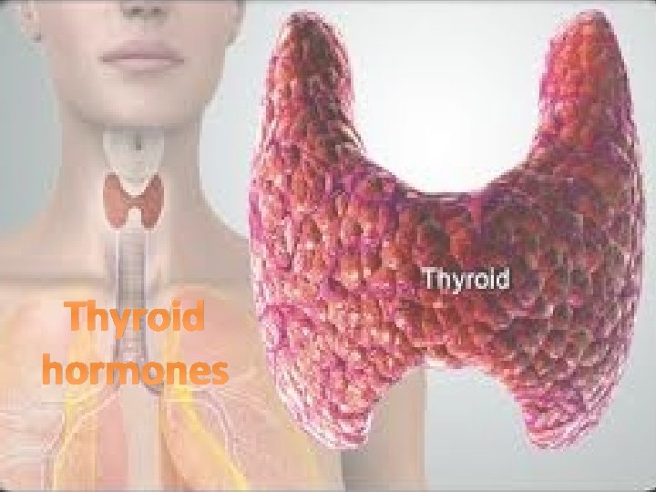 Thyroid hormones Thyroid hormones