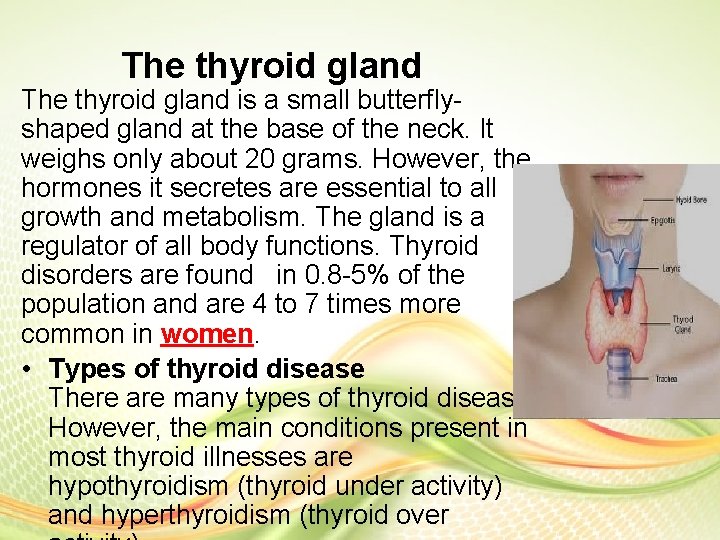The thyroid gland is a small butterflyshaped gland at the base of the neck. The thyroid gland is a small butterflyshaped gland at the base of the neck.