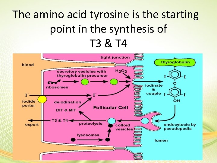 The amino acid tyrosine is the starting point in the synthesis of T 3 The amino acid tyrosine is the starting point in the synthesis of T 3