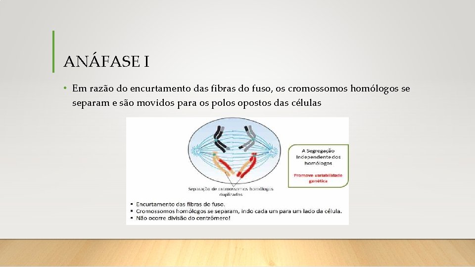 ANÁFASE I • Em razão do encurtamento das fibras do fuso, os cromossomos homólogos
