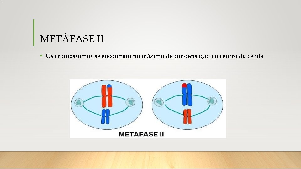 METÁFASE II • Os cromossomos se encontram no máximo de condensação no centro da