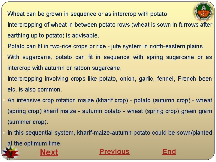 § Wheat can be grown in sequence or as intercrop with potato. § Intercropping
