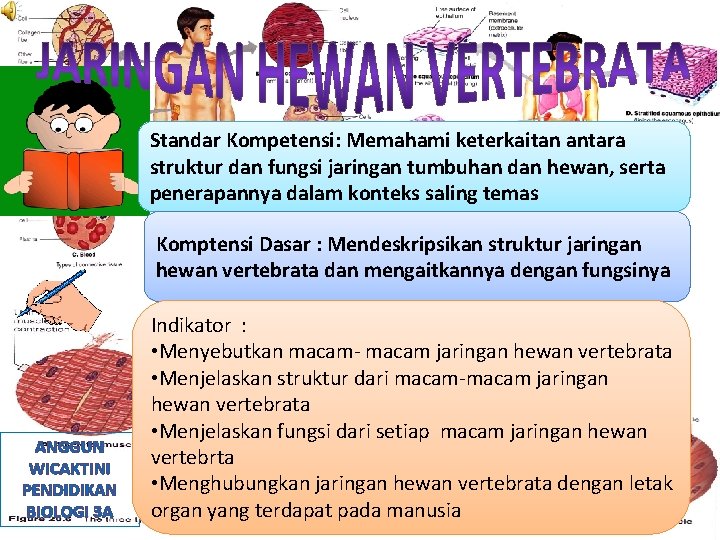 Standar Kompetensi: Memahami keterkaitan antara struktur dan fungsi jaringan tumbuhan dan hewan, serta penerapannya