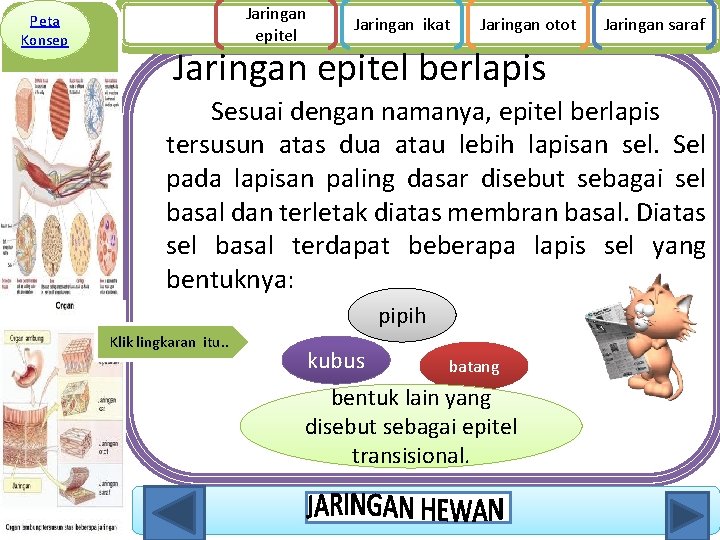 Peta Konsep Jaringan epitel Jaringan ikat Jaringan otot Jaringan saraf Jaringan epitel berlapis Sesuai