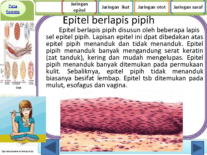 Peta Konsep Jaringan epitel Jaringan ikat Jaringan otot Epitel berlapis pipih Jaringan saraf Epitel