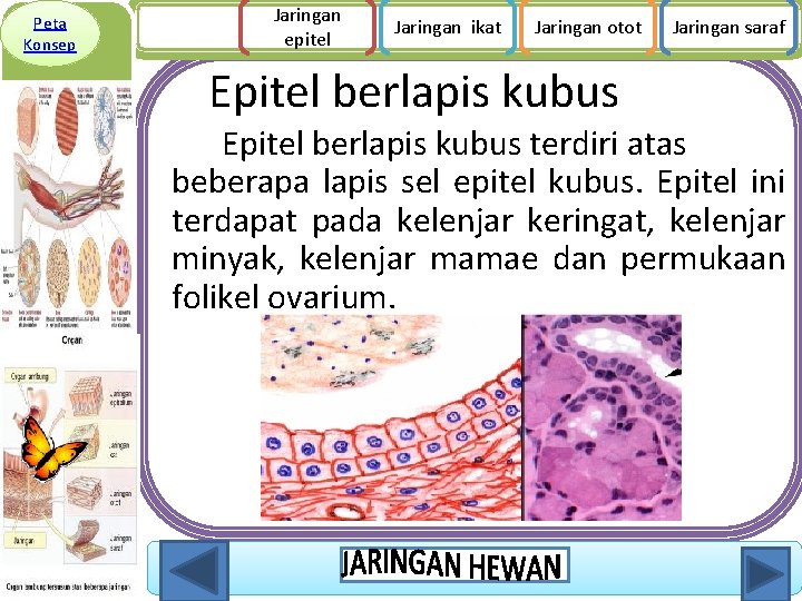 Peta Konsep Jaringan epitel Jaringan ikat Jaringan otot Jaringan saraf Epitel berlapis kubus terdiri