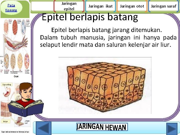 Peta Konsep Jaringan epitel Jaringan ikat Jaringan otot Jaringan saraf Epitel berlapis batang jarang