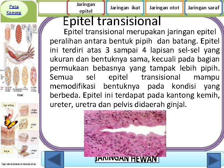 Peta Konsep Jaringan epitel Jaringan ikat Jaringan otot Epitel transisional Jaringan saraf Epitel transisional