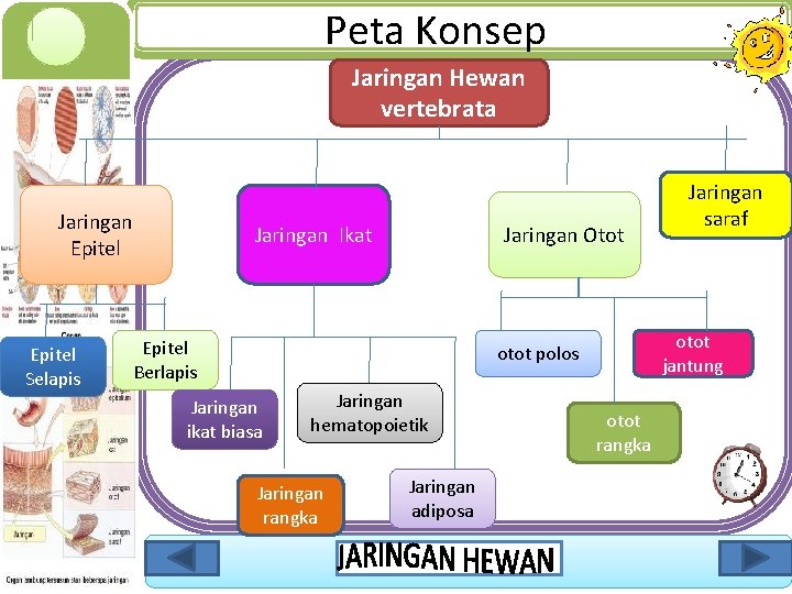 Peta Konsep Jaringan Hewan vertebrata Jaringan Epitel Selapis Jaringan Otot Jaringan Ikat Epitel Berlapis