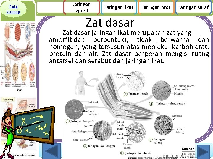 Peta Konsep Jaringan epitel Jaringan ikat Zat dasar Jaringan otot Jaringan saraf Zat dasar