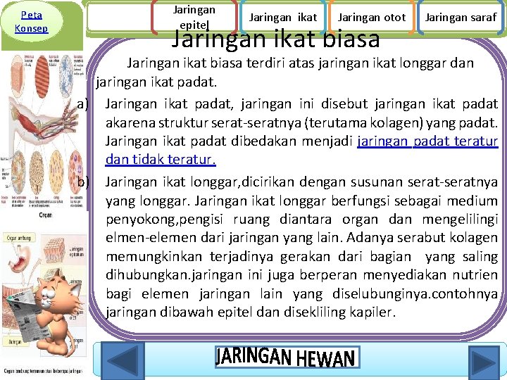 Peta Konsep Jaringan epitel Jaringan ikat Jaringan otot Jaringan ikat biasa Jaringan saraf Jaringan