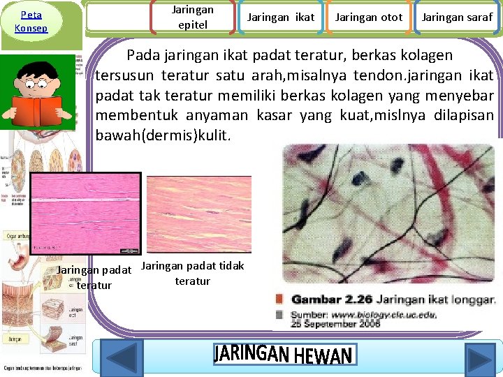 Peta Konsep Jaringan epitel Jaringan ikat Jaringan otot Jaringan saraf Pada jaringan ikat padat