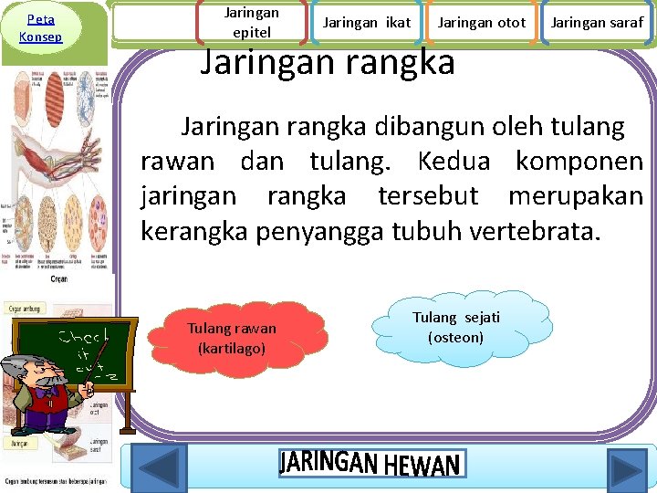 Peta Konsep Jaringan epitel Jaringan ikat Jaringan otot Jaringan saraf Jaringan rangka dibangun oleh