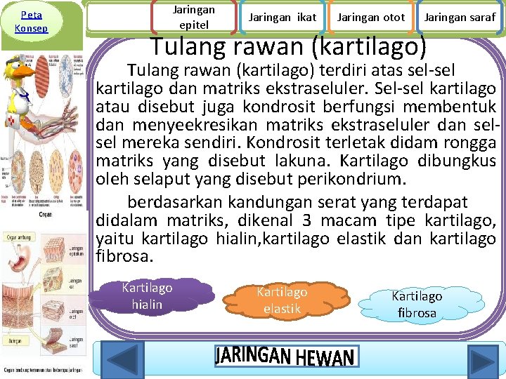 Peta Konsep Jaringan epitel Jaringan ikat Jaringan otot Jaringan saraf Tulang rawan (kartilago) terdiri