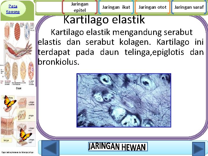 Peta Konsep Jaringan epitel Jaringan ikat Jaringan otot Kartilago elastik Jaringan saraf Kartilago elastik