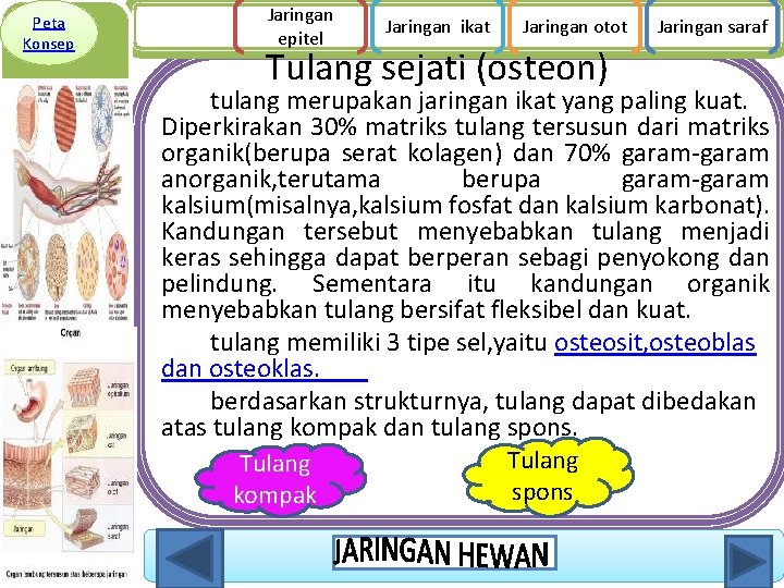 Peta Konsep Jaringan epitel Jaringan ikat Jaringan otot Tulang sejati (osteon) Jaringan saraf tulang