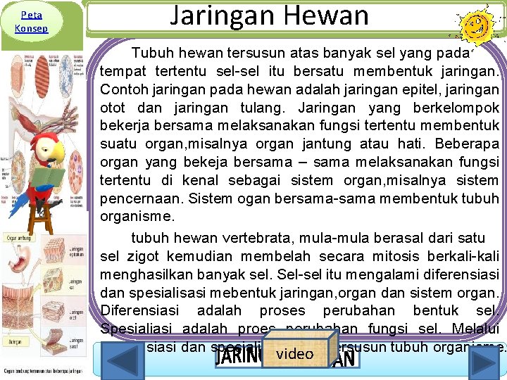Peta Konsep Jaringan Hewan Tubuh hewan tersusun atas banyak sel yang pada tempat tertentu