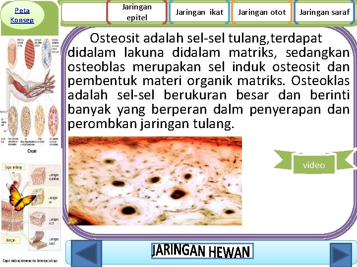 Peta Konsep Jaringan epitel Jaringan ikat Jaringan otot Jaringan saraf Osteosit adalah sel-sel tulang,