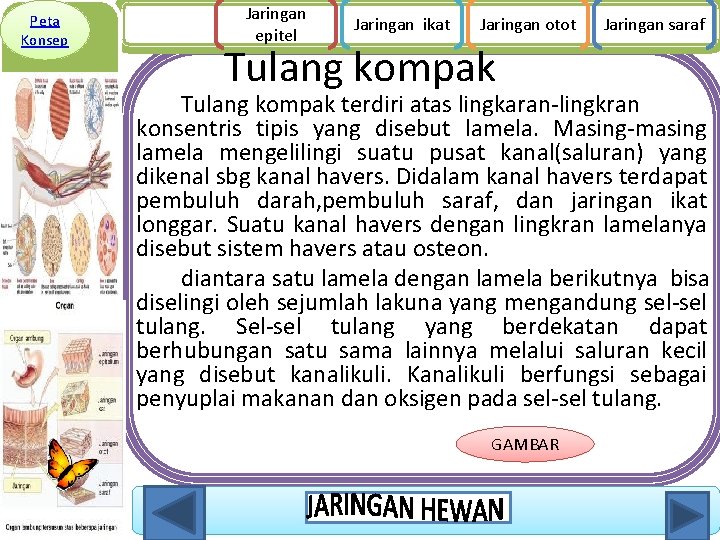 Peta Konsep Jaringan epitel Jaringan ikat Jaringan otot Tulang kompak Jaringan saraf Tulang kompak