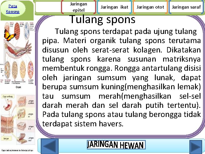 Peta Konsep Jaringan epitel Jaringan ikat Tulang spons Jaringan otot Jaringan saraf Tulang spons