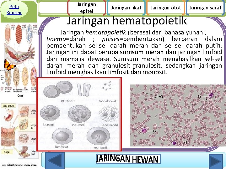 Peta Konsep Jaringan epitel Jaringan ikat Jaringan otot Jaringan saraf Jaringan hematopoietik (berasal dari