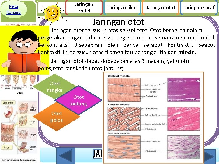 Jaringan epitel Peta Konsep Jaringan ikat Jaringan otot Jaringan saraf Jaringan otot tersusun atas