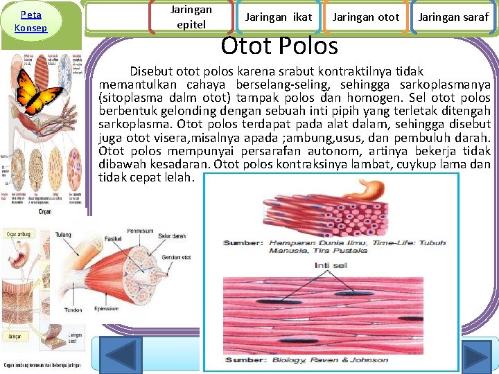 Peta Konsep Jaringan epitel Jaringan ikat Jaringan otot Jaringan saraf Otot Polos Disebut otot