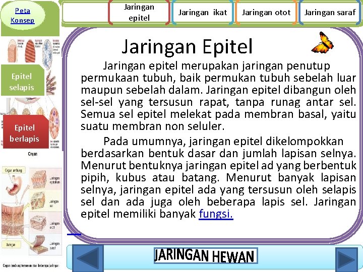 Peta Konsep Jaringan epitel Jaringan ikat Jaringan otot Jaringan Epitel selapis Epitel berlapis Jaringan