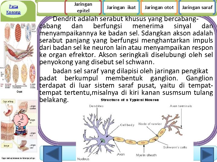 Peta Konsep Jaringan epitel Jaringan ikat Jaringan otot Jaringan saraf Dendrit adalah serabut khusus