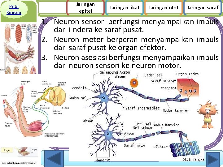 Peta Konsep Jaringan epitel Jaringan ikat Jaringan otot Jaringan saraf 1. Neuron sensori berfungsi