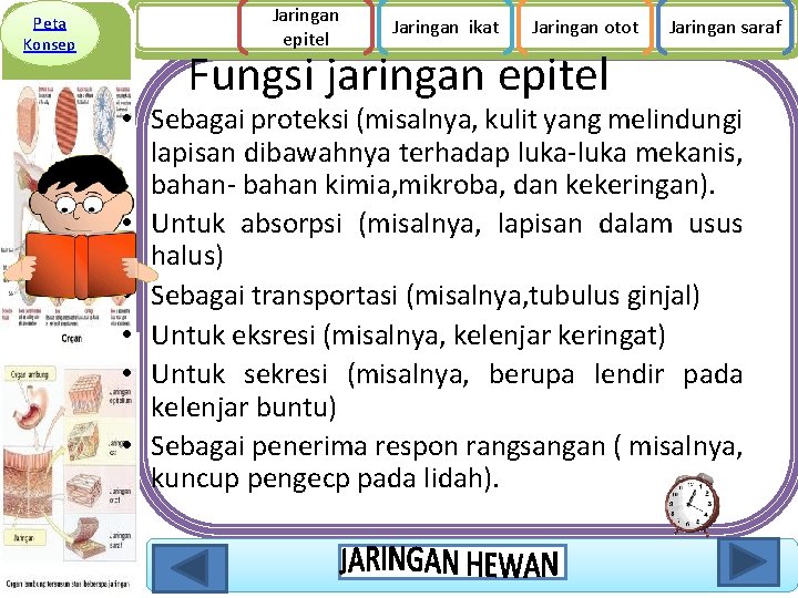 Peta Konsep Jaringan epitel Jaringan ikat Jaringan otot Fungsi jaringan epitel Jaringan saraf •