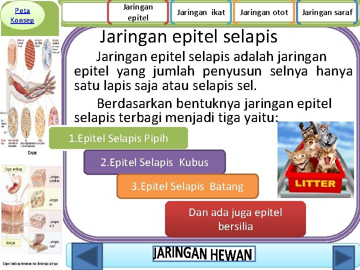 Peta Konsep Jaringan epitel Jaringan ikat Jaringan otot Jaringan epitel selapis Jaringan saraf Jaringan