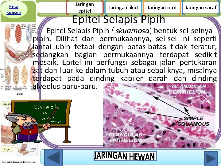 Peta Konsep Jaringan epitel Jaringan ikat Jaringan otot Epitel Selapis Pipih Jaringan saraf Epitel