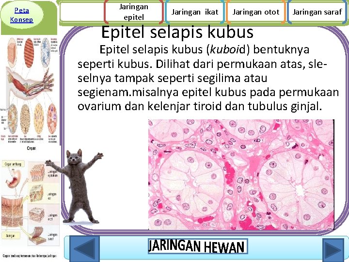 Peta Konsep Jaringan epitel Jaringan ikat Jaringan otot Epitel selapis kubus Jaringan saraf Epitel