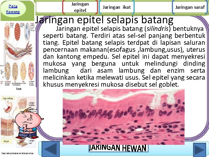 Peta Konsep Jaringan epitel Jaringan ikat Jaringan epitel selapis batang Jaringan saraf Jaringan epitel