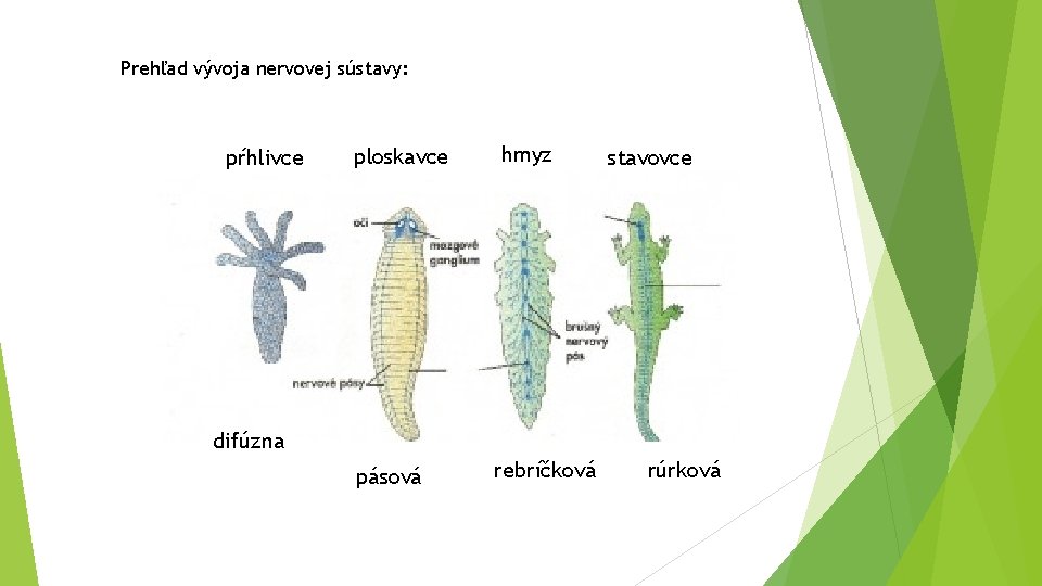 Prehľad vývoja nervovej sústavy: pŕhlivce ploskavce hmyz stavovce difúzna pásová rebríčková rúrková 