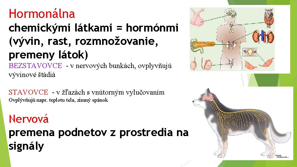 Hormonálna chemickými látkami = hormónmi (vývin, rast, rozmnožovanie, premeny látok) BEZSTAVOVCE - v nervových