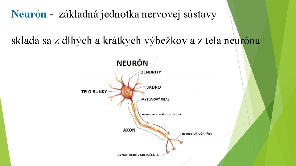 Neurón - základná jednotka nervovej sústavy skladá sa z dlhých a krátkych výbežkov a