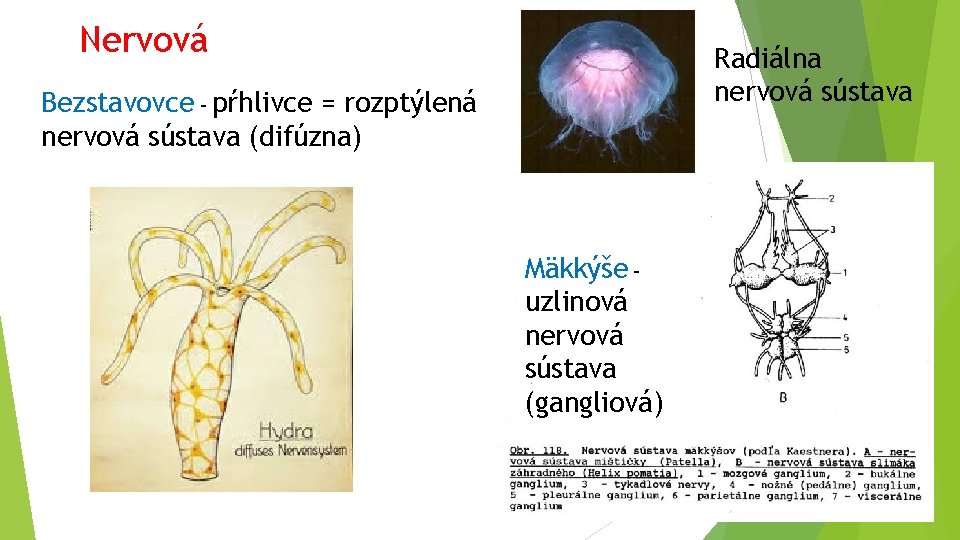Nervová Radiálna nervová sústava Bezstavovce – pŕhlivce = rozptýlená nervová sústava (difúzna) Mäkkýše –