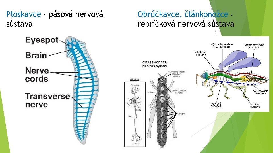 Ploskavce - pásová nervová sústava Obrúčkavce, článkonožce – rebríčková nervová sústava 