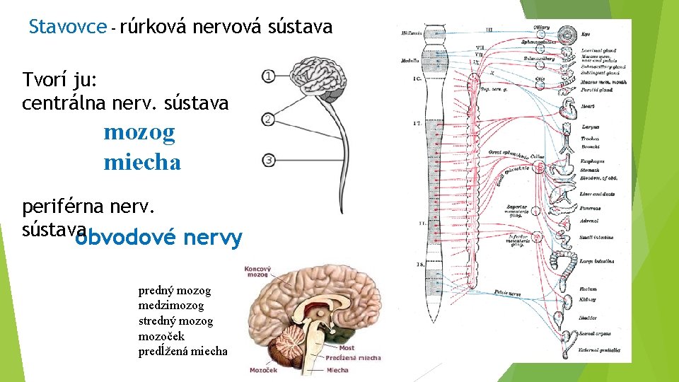 Stavovce – rúrková nervová sústava Tvorí ju: centrálna nerv. sústava mozog miecha periférna nerv.