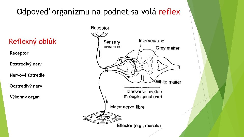 Odpoveď organizmu na podnet sa volá reflex Reflexný oblúk Receptor Dostredivý nerv Nervové ústredie