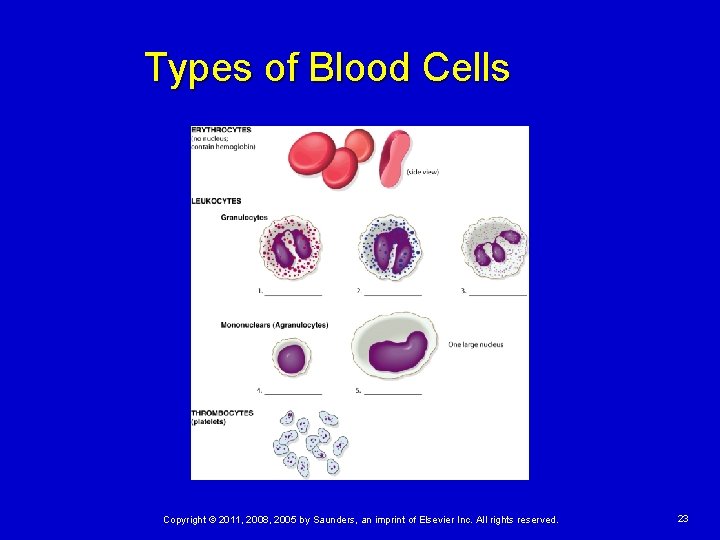 Types of Blood Cells Copyright © 2011, 2008, 2005 by Saunders, an imprint of